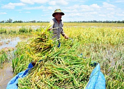 Kiên Giang: Dốc toàn lực cứu lúa thu đông trước lũ