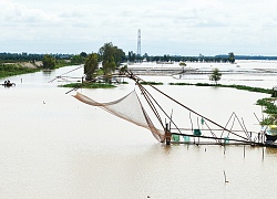 Mùa nước nổi An Giang, cất vó được 30 ký cá, có cá heo kêu éc éc