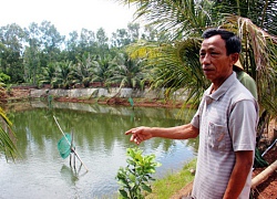 Người nuôi chình đầu tiên trên đất Bình Định, lãi 400 triệu/năm