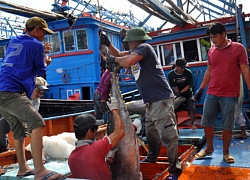 Sắp đến ngày kiểm tra, thuỷ sản vẫn loay hoay gỡ "thẻ vàng" EU