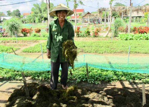 Tuyệt chiêu trồng rau sạch bằng rong của nông dân xứ Quảng