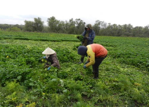 Cuộc sống vất vả mưu sinh của những người Việt trồng rau tại Nga