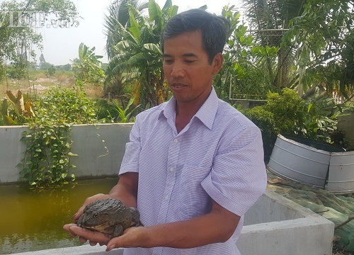 LẠ MÀ HAY: Cho ếch ăn tỏi, con nào cũng to khoẻ, bán rất chạy