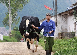 "Lò" luyện "hoa hậu" đặc biệt ở Mộc Châu