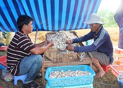 Nấm rơm tăng giá lên 60 ngàn/ký, nhà nông miền Tây thêm tiền