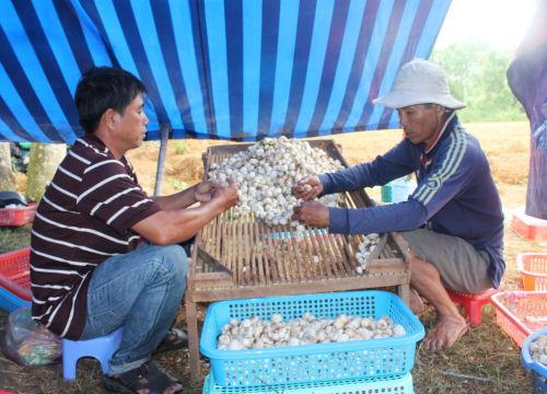 Nấm rơm tăng giá lên 60 ngàn/ký, nhà nông miền Tây thêm tiền