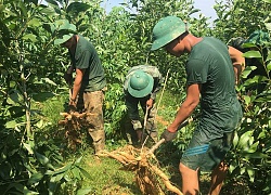 Thử trồng sắn trong rừng keo, bất ngờ vừa nhàn vừa thu trăm triệu