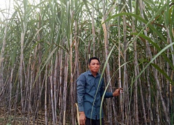 Tuyên Quang: Liên kết thâm canh, mía cho &#8220;vị ngọt&#8221;