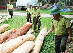 9 tháng, 206 vụ vi phạm pháp luật về bảo vệ, phát triển rừng