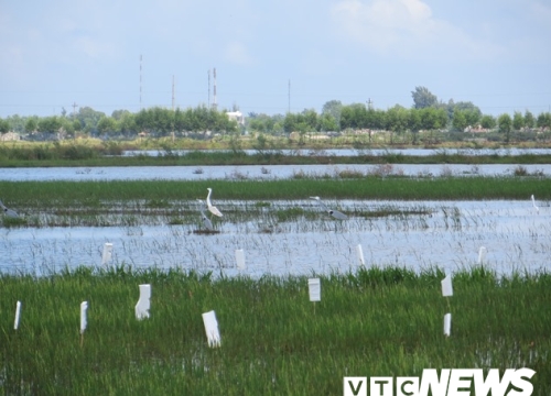 Ảnh: Những chiêu độc tận diệt chim trời ở Thừa Thiên - Huế