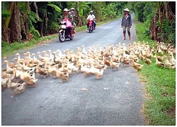 Báo Anh choáng với cảnh hàng nghìn con vịt nối đuôi nhau băng qua đường ở Việt Nam