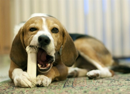 Xương gặm là món ăn yêu thích của chó nhưng bạn có biết rằng chúng ẩn chứa nhiều nguy hiểm không ngờ? Hãy đón xem những hình ảnh rất thú vị của chó gặm xương mà bạn nên biết.