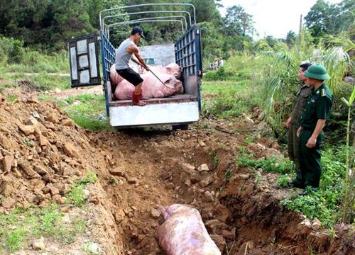 Quyết liệt ngăn chặn dịch tả lợn châu Phi