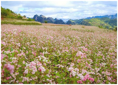 Tháng 10 đừng lỡ hẹn với Lễ hội Tam giác mạch Hà Giang