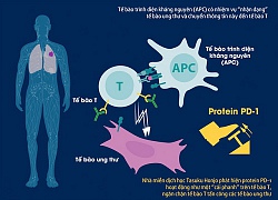 Từ giải Nobel Y học 2018, con đường nào cho bệnh nhân ung thư Việt Nam?