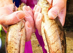 An Giang: Xuất hiện cá dầy hiếm gặp, bán giá 150.000 đồng/ký