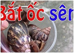 Bắt ốc sên buổi tối , sống ở thôn quê bình dị là vậy