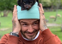 Giữa tin đồn lục đục, vợ chồng Beckham khoe ảnh gia đình đi chơi vui vẻ nhưng lại tránh chụp ảnh cùng nhau