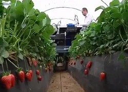Những cỗ máy hái rau quả &#8220;trong nháy mắt&#8221; khiến dân tình &#8220;choáng&#8221;
