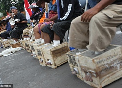 Nông dân Indonesia đồng loạt "chôn" chân trong xi măng, hé lộ nguyên nhân khiến không ít người bức xúc