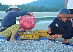 TT-Huế: Trúng đậm cá cơm, bắt 4-5 tạ/ngày, thu nhập 1 triệu/người