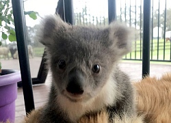 Bất ngờ bị một chú koala bám chặt lấy đầu, biểu cảm đáng thương của cô chó khiến chủ nhân cười nắc nẻ