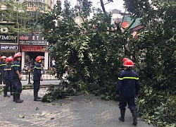 Cây đa cổ thụ bật gốc, đổ chắn ngang đường Hà Nội