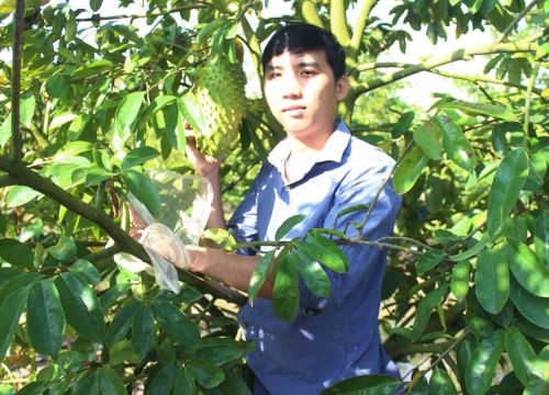 Chuyện "lạ" ở An Giang: Mang túi bọc hết trái cây, sâu đành "bó tay"