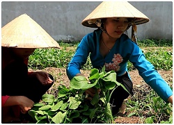 Đi xin Cải Ngọt về nấu Canh Thịt Bằm