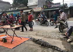 Nghệ An: Chích điện xẻ thịt cá sấu bán bên đường gây phản cảm