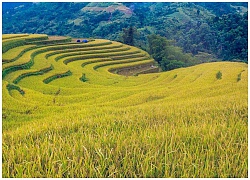 Ruộng bậc thang Hoàng Su Phì đốn tim hàng ngàn du khách