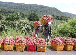 Thanh long, tin đồn và sự phụ thuộc