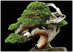 Bộ sưu tập bonsai mẫu đơn độc lạ, đẹp hút mắt