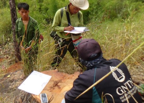 Cưa gỗ quý vườn quốc gia, 15 thanh niên bị truy tố