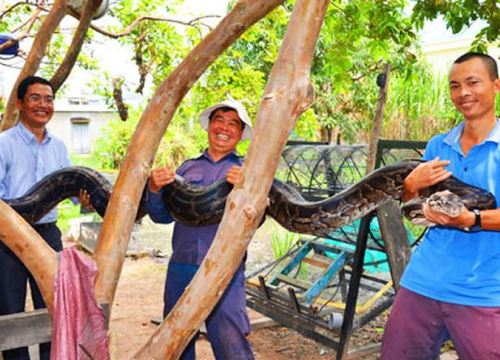 Nuôi trăn khổng lồ ở Gia Lai