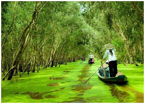 Về miền tây mùa nước nổi, phiêu lưu giữa rừng tràm Trà Sư xanh mướt mát