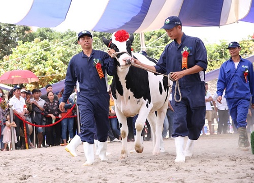 Bò được uống nước điện giải, đánh móng tại cuộc thi Hoa hậu bò sữa 2018