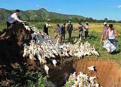 Phát hiện, tiêu hủy ổ cúm AH5N6 tại Đắk Lắk