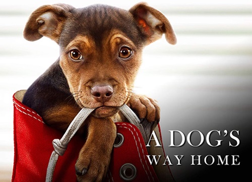 A Dog's Way Home - Câu chuyện cảm động về chú chó đi tìm chủ sau khi bị lạc