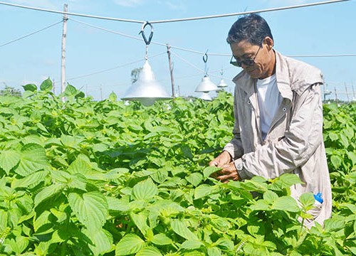 Bắt tía tô "trẻ mãi không già", 1 ngày hái 1 tấn lá bán cho Hàn Quốc