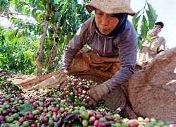 Giá nông sản hôm nay 22/10: Giá cà phê "mất" 700 đồng, giá tiêu vẫn ổn định