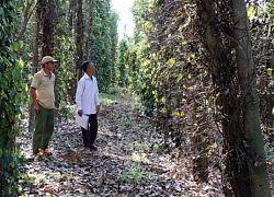 Đăk Nông: Tiêu chết, nhiều "tỷ phú" phải bỏ lại nhà cửa đi biệt xứ