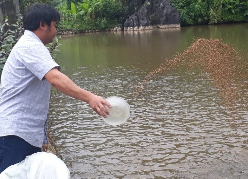 Đào ao thả cá giữa thung lũng hoang vắng, lãi hơn 300 triệu/năm