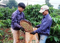 Giá nông sản hôm nay 23/10: Giá cà phê giảm tiếp 400 đồng/kg, giá tiêu không nhúc nhích