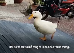 Kinh ngạc chú vịt thông minh ở Cà Mau trung thành quyết không rời chủ nửa bước như "chó nhập" gây xôn xao mạng xã hội