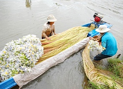 Rủ nhau sang tận Campuchia hái bông trắng, cọng dài, ăn ngon về bán