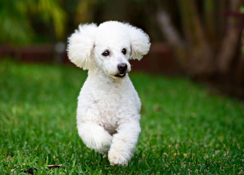 Sốc với clip đôi nam nữ dừng xe rồi thản nhiên "bế" trộm chó Poodle