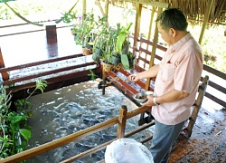 "Tay chơi" U70 An Giang chi tiền dụ đàn cá tra quý hiếm về để ngắm