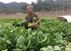 Trồng rau GAP cơ bản, chiều nào cũng hái, lái "khuân" sạch