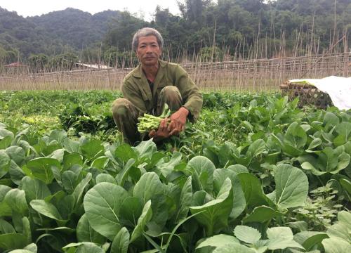 Trồng rau GAP cơ bản, chiều nào cũng hái, lái "khuân" sạch